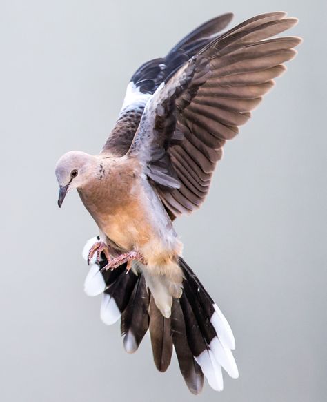 Dove References, Pigeon Reference, Community Mural, Spotted Turtle, Dove Wing, Dove Flying, Bow Inspiration, Akhal Teke Horses, Turtle Doves