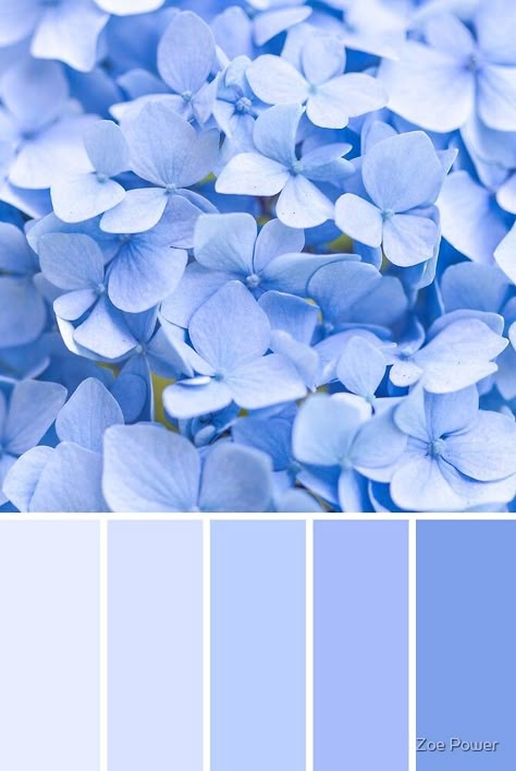 "Pastel blue Hydrangea Colour Palette" by Zoe Power | Redbubble Hydrangea Colors, Colour Pallets, Blue Color Palette, Color Schemes Colour Palettes, Color Boards, Blue Palette, Pastel Colour Palette, Palette Design, Blue Theme