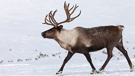 ‪New blog entry from my mom - “Nothing sweeter than caring and doing something about the welfare of those currently making their way in this screwy world of ours!” More: https://www.goodreads.com/author_blog_posts/16186462-reindeer-games‬  ‪#reindeer #christmas #peace #holidays #animals #animalrights #kindness #compassion‬ Caribou Hunting, Deer Family, Large Animals, Walking By, Animal Planet, Antlers, The Snow, Pet Birds, Mammals