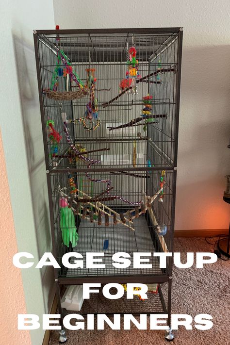 Turn your parakeet's cage into a paradise with these setup tips! Explore colorful accessories, natural branches, and DIY enrichment ideas to keep your feathered companion happy and healthy. 🌺🌴 #BirdCageSetup #PetLovers Budgie Aviary Ideas, Bird Cage Set Up Ideas, Diy Parakeet Cage Ideas, Diy Bird Accessories, Parrotlet Cage Setup, Parakeet Cage Ideas Budgies, Cockatiel Enrichment, Diy Budgie Cage, Bird Cage Setup Ideas