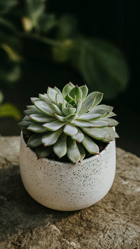 Elevate your space with these beautiful succulent planter ideas. From hanging planters to tabletop arrangements, find inspiration to create a serene and green environment in your home. Follow us for more creative ways to incorporate succulents into your decor! Plant Website, Succulent Planter Ideas, Potted Succulents, Succulent Planters, Green Environment, Planter Ideas, Urban Gardening, Pot Plant, Succulent Arrangements