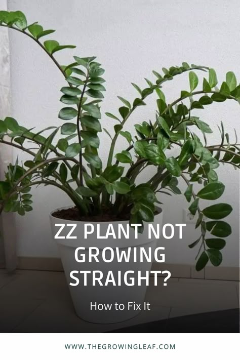 Care For Zz Plant, Zz Plant Potting Ideas, Zzz Plant Care, How To Propagate Zz Plant In Water, Large Zz Plant, Repotting Zz Plant, How To Propagate A Zz Plant, Tall Plants Outdoor, Propagating Zz Plant