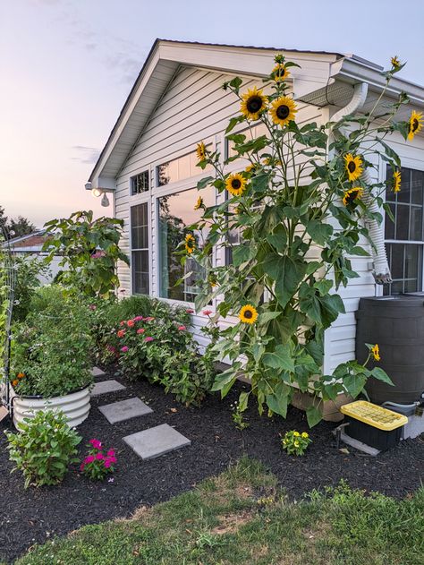 Sunflowers In Garden Ideas, Sunflowers Garden Ideas, Sunflower Garden Backyard, Sun Flower Garden Ideas, Backyard Sunflower Garden, How To Plant A Garden, Sunflower Beds Garden, Sunflowers In Front Of House, Sunflowers Garden