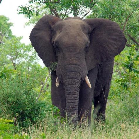 Baby Elephant Images, Elephant Images, Wild Elephant, Save The Elephants, Asian Elephant, Kruger National Park, African Elephant, African Safari, Animals Of The World