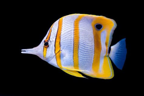 Copperband Butterflyfish, Sea Creature Jewelry, Balloon Fish, Fish Photography, Beautiful Tropical Fish, Fish Friday, Photos Of Fish, National Geographic Photography, Butterfly Fish