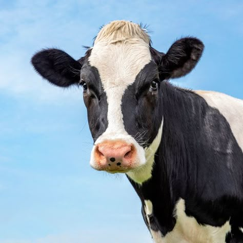 Sweet Cow, Black And White Cow, Holstein Cows, Cow Face, Cow Pictures, Cow Head, Baby Cow, Black Cow