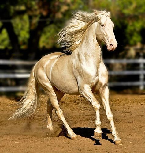 Akhal-teke, Ahal Teke, Unusual Horse, Akhal Teke Horses, Horse Running, Golden Horse, Akhal Teke, Horse Videos, Most Beautiful Horses