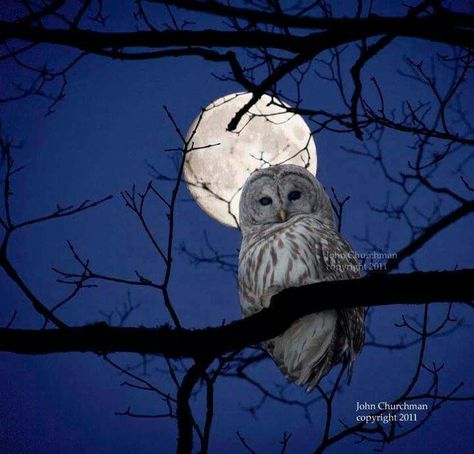 Full moon January 4, 2015 Owl Moon, Barred Owl, Owl Photos, Owl Pictures, Beautiful Owl, Owl Bird, Beautiful Moon, Owl Art, Birds Of Prey