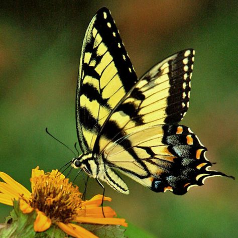 Tiger Swallowtail Butterfly Drawing, Eastern Swallowtail Butterfly, Western Tiger Swallowtail Butterfly, Eastern Tiger Swallowtail Tattoo, Tiger Swallowtail Butterfly Tattoo, Swallowtail Butterfly Tattoo, Yellow Butterfly Meaning, Butterfly Reference, Black And Yellow Butterfly