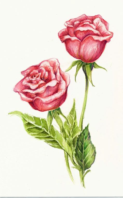 Colored pencil roses Flower Bouquet Drawing Color Pencil, Coloured Flowers Drawing, Rose Color Pencil Drawing, Rose Drawing With Color, Rose Colored Pencil Drawing, Rose Drawing Colored Pencil, Colored Pencil Rose, Easy Drawing Rose, Roses Sketch Drawing