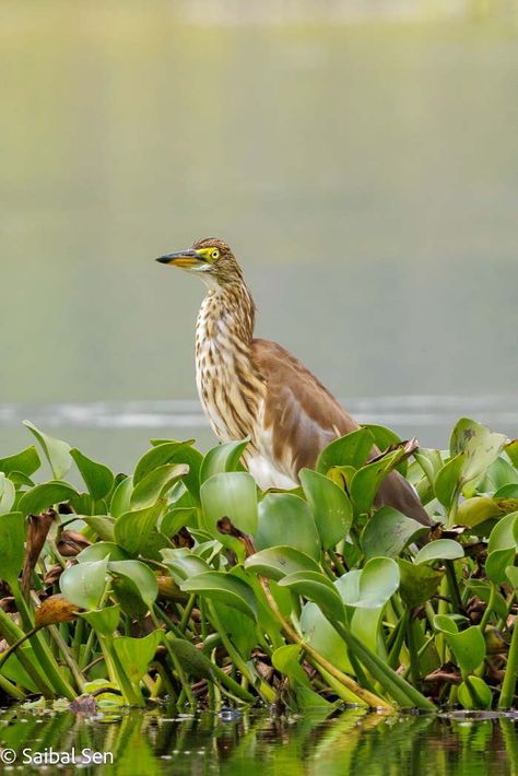 Van Long Nature Reserve, Ninh Binh Travel Guide Ba Vi National Park, Can Gio Mangrove Forest, Bach Ma National Park, Vietnam Adventure, Cat Tien National Park, Cuc Phuong National Park, Vietnam Holidays, Visit Vietnam, Adventure Tourism