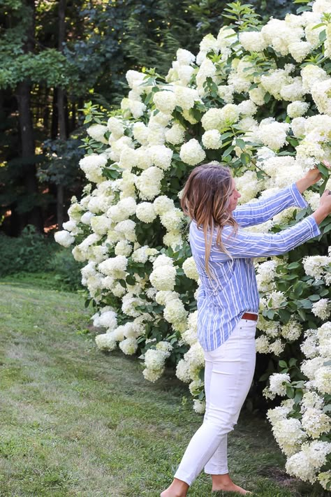 Limelight Hydrangeas, Hydrangea Landscaping, Limelight Hydrangea, Hydrangea Bush, Privacy Landscaping, Hydrangea Care, Growing Hydrangeas, Hydrangea Garden, Planting Hydrangeas