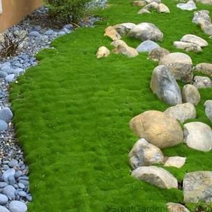 How to Grow Moss: 10 Steps (with Pictures) - wikiHow Sagina Subulata, Moss Lawn, Grass Alternative, Lawn Alternatives, Moss Plant, Irish Moss, Plantas Vs Zombies, Ground Covers, Moss Garden