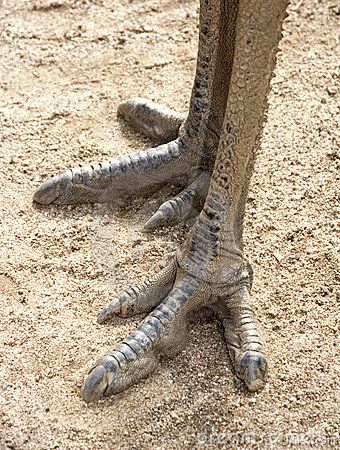 Emu Skeleton, Emu Bird, Bird Anatomy, Bird Reference, Ostrich Legs, Flightless Bird, Animal Study, Animal Anatomy, Paws And Claws