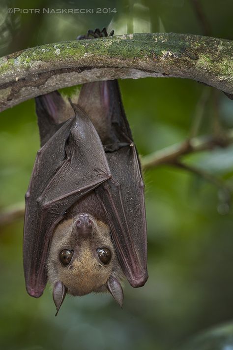 Little collared fruit bat (Myonycteris torquata) from Ghana, a species implicated in harboring the Ebola virus. Bat Images, Bat Photos, Bat Species, Ulquiorra Cifer, Bat Art, Fruit Bat, Baby Bats, Cute Bat, Creatures Of The Night