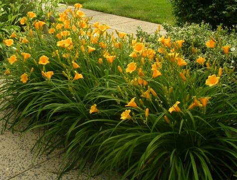 Bud Day Lilies Care, Reblooming Daylilies, Shady Garden, Daylily Garden, Lily Garden, Day Lilies, Home Landscaping, Garden Yard Ideas, Daylilies