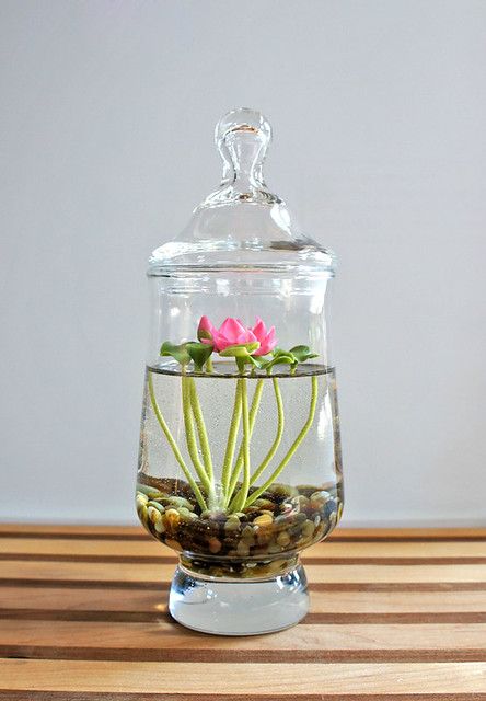 Water Plants Indoor, Water Terrarium, Plants Grown In Water, Brown Tips, Lily Seeds, Indoor Water Garden, Beautiful Terrariums, Terrarium Ideas, Inside Plants