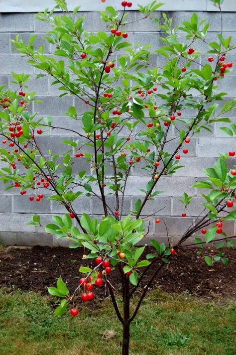 Montmorency Cherry Tree. It is a popular sour cherry for pies and tarts! You only need one tree to produce fruit. Grows 12-15' at maturity. Sour Cherry Tree, Montmorency Cherry, Fruits Garden, Tomato Pruning, Cherry Plant, Prune Fruit, Growing Tomato Plants, Fruit Farm, Tomato Farming