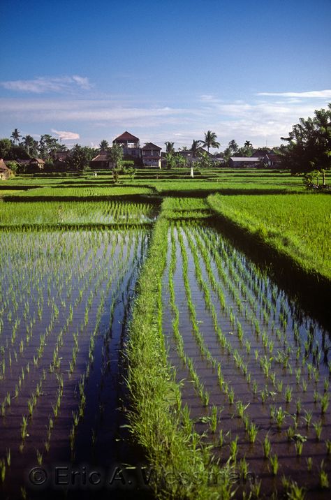 Rice Paddy Malaysia Building, Rice Paddy Fields, Rice Farm, Rice Farming, Agriculture Photography, Cool Lock Screen Wallpaper, Vietnam Tattoo, Beautiful Landscape Paintings, Rice Paddy