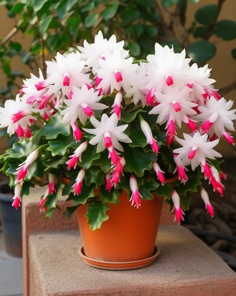 This plant is called 'Christmas cactus.' Here's how to successfully grow it in a pot at home Christmas Cactus Flower, Bunny Ear Cactus, Kaktus Dan Sukulen, Christmas Cactus Care, Cactus House Plants, Christmas Cactus Plant, Easter Cactus, Flower Cactus, Holiday Cactus