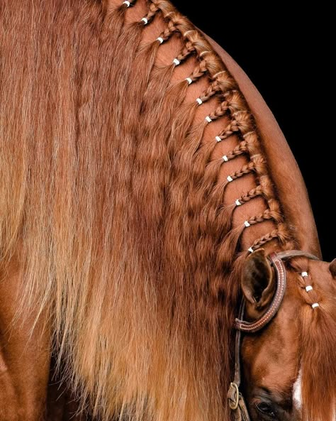 Horses Mane Styles, Braided Horse Mane Ideas, Western Braids For Horses, How To French Braid Horse Tail, Banding Horse Mane, Horse Hairstyles Braids, Horse Mane Hairstyles, Mane Styles For Horses, Western Horse Mane Ideas