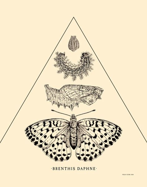 Art print of original illustration of butterfly life stages by Mary LeBlanc & Brian Phillips.  Marbled Fritillary (Brenthis Daphne). Egg, larva, pupa, and adult. Stages Of Metamorphosis, Butterfly Metamorphosis Illustration, Butterfly Stages Life Cycles, Stages Of Butterfly Life Cycle Tattoo, Moth Life Cycle Tattoo, Cycle Of Life Art, Butterfly Stages Tattoo, Butterfly Evolution Tattoo, Stages Of Life Art