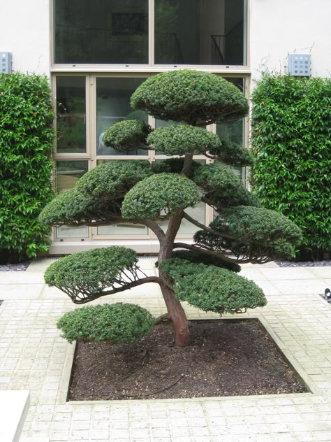 Arbres Nuage japonais - Bonsai Geant Juniperus virg. 'Glauca'  Acheter Vos Arbres chez le spécialiste du Jardin Zen français . ART Garden www.art-garden.fr Niwaki Pruning, Juniperus Virginiana, Cloud Pruning, Ilex Crenata, Cloud Tree, Front Yard Decor, Mini Zen Garden, Zen Garden Design, Topiary Garden