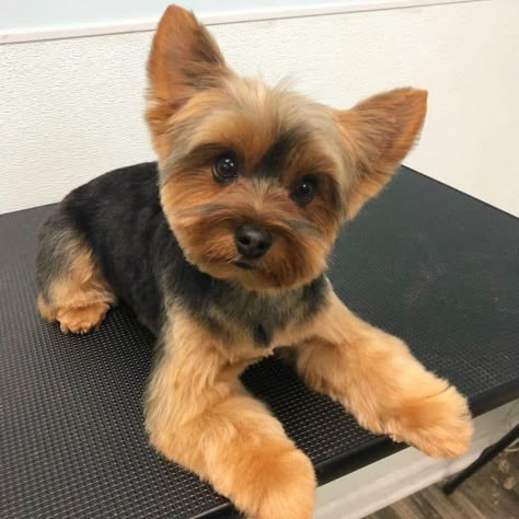 Yorkie Haircuts: Which is Best For My Pup? - K9 Web Puppy Yorkie Haircut, Different Yorkie Haircuts, Terrier Haircut Style, Yorkipoo Haircut, Male Yorkie Hairstyles, Yorky Haircuts, Morkie Haircut Hairstyles, Short Yorkie Haircut, Yorkie Haircut Male