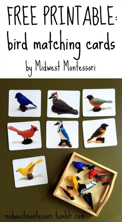 Backyard Ideas Diy, Montessori Science, Montessori Printables, Montessori Toddler Activities, Learning Games For Kids, Montessori Ideas, Spring Preschool, Montessori Education, Bird Theme