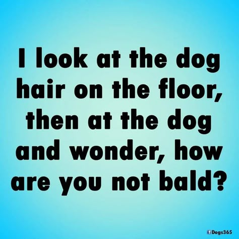 Dog Jokes Hilarious, Hilarious Funny Quotes, Jokes Hilarious Funny, Dog Funnies, Funny Dog Quotes, Quotes Hilarious, Dog Lover Quotes, Crazy Dogs, Dog Quotes Love