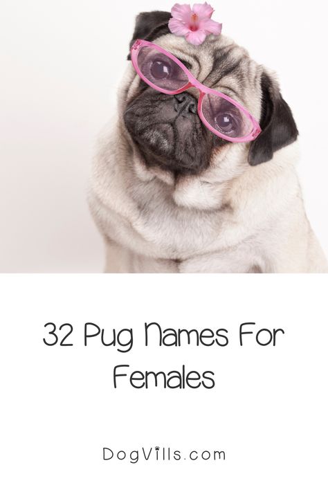 Girl Pug Names, Funny Pug Pictures, Adoption Tips, Anjing Pug, Puppy Care Tips, Pug Names, Pet Pug, Female Dog Names, Cute Names For Dogs