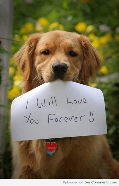 Caine Husky, Selamat Hari Valentine, Golden Retriever Mix, Söt Katt, I Will Love You, Must Love Dogs, Love My Dog, Blue Heeler, Memes Humor