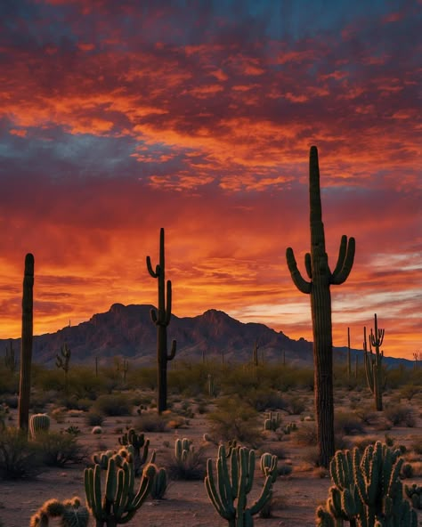 Desert At Sunset, South West Aesthetic, Arizona Western Aesthetic, Western Desert Aesthetic, Out West Aesthetic, West Texas Landscape, Southwest Aesthetic, Miscellaneous Aesthetic, Western Sunset