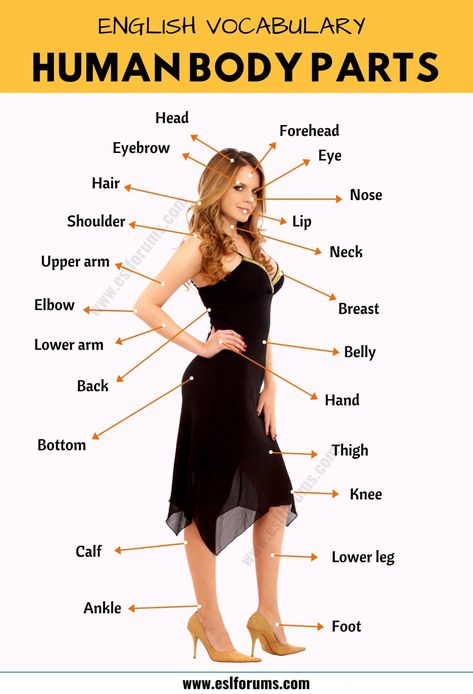 Body Parts: Parts of the Human Body in English with the Picture! - ESL Forums Parts Of Human Body, Body Human, Parts Of Body, Parts Of Body Chart, Body In English, Parts Of The Body, Body Names Parts, Parts Of The Body In English, Picture Of Body Parts