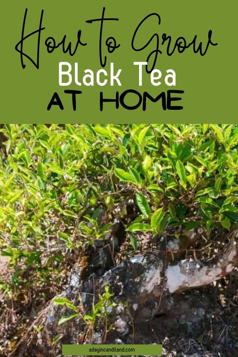 Black tea is made from the leaves of the plant Camellia Sinensis. It’s the most widely consumed type of tea in the world. Learn how to grow it here. Growing Tea, Type Of Tea, Herbal Tea Garden, Medicinal Herbs Garden, Tea Plant, Camellia Sinensis, Tea Benefits, Tea Leaf, Backyard Farming