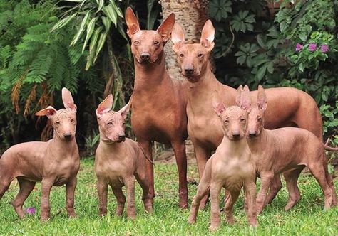 Peruvian Inca Orchid Dog, Peruvian Inca Orchid, Hairless Dogs, Peruvian Hairless Dog, Ancient Dogs, Mexican Hairless Dog, Rare Dogs, Hairless Dog, Ancient Animals