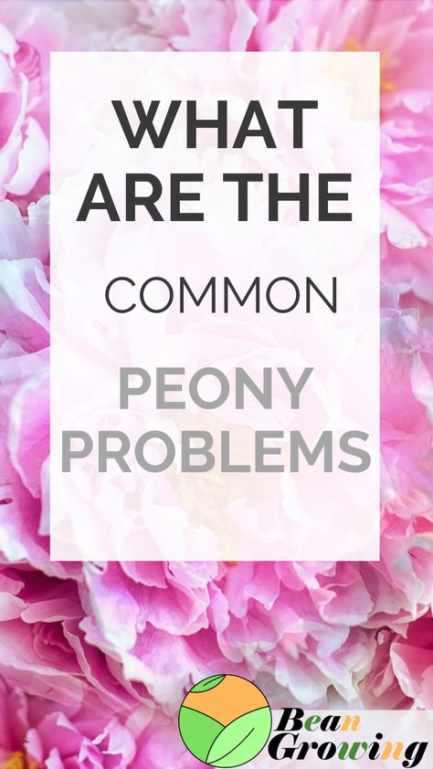 Other common problems your peony can face is lack of adequate light, pruned too early, roots are too entrenched, overfed, wrong temperature Peony Root, Plant Problems, Patio Inspiration, Replant, Propagating Plants, Healthy Plants, Outdoor Plants, The Common, Pest Control