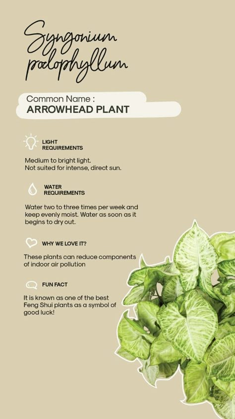 Syngonium Plant Care, Arrowhead Plant Care, Syngonium Care, Philodendron Care, Syngonium Podophyllum, Plant Care Guide, Plants Tips, Arrowhead Plant, Plant Mama