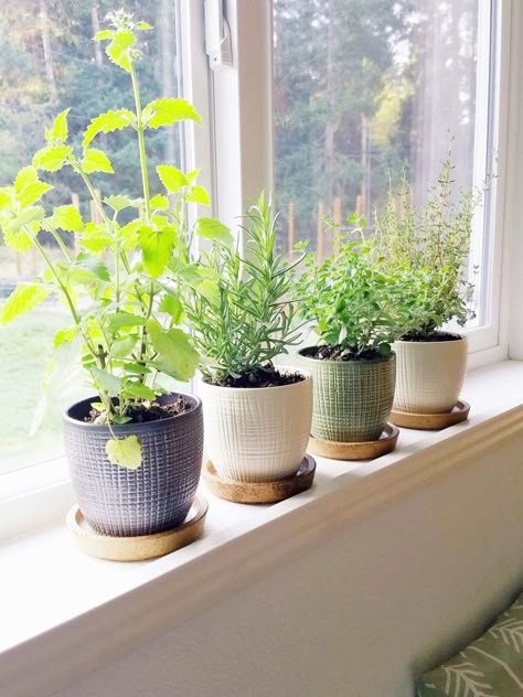 Herb Pots In Kitchen, Window Spice Garden, Herbs Plants In Kitchen, Herbs On Kitchen Window Sill, Plant Decor Windowsill, Spice Plants Herbs Garden, Window Ledge Herb Garden, Window Sill Herb Garden Indoor, Kitchen Windowsill Plants