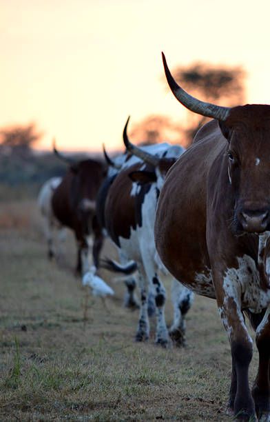 Nguni Cows Photography, Nguni Cattle Photography, Cattle Aesthetic, Cattle Wallpaper, Farming Photo, Pictures Of Cows, Cows Aesthetic, Cattle Photography, Nguni Cows