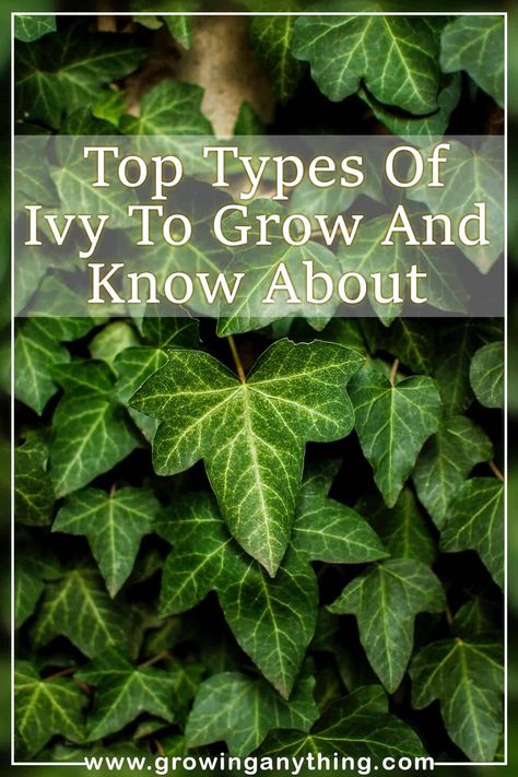 Top 30 Difference Types of Ivy To Grow and Know About 2024 English Ivy Outdoor, Types Of Ivy, Gardening Inside, Evergreen Climbers, Boston Ivy, Hedera Helix, English Ivy, Ivy Plants, Invasive Plants