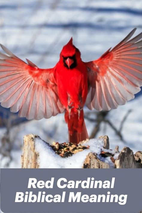 Red Birds Meaning, When A Cardinal Appears An Angel Is Near, Red Cardinal Quotes, Story Of The Red Cardinal, Cardinal Meaning Quote, Cardinals Appear When Angels Are Near, Cardinals Birds Meaning, Red Birds Cardinal, Red Cardinal Meaning