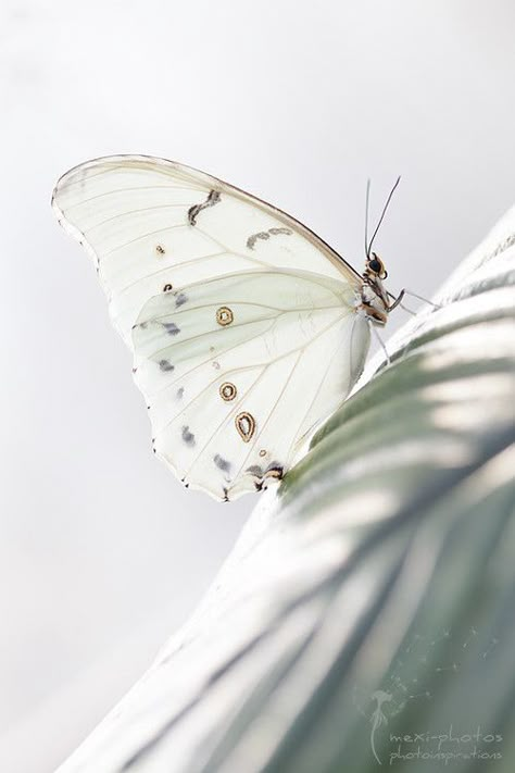 Graceful White... so delicate and pretty Butterflies And Dragonflies, Butterfly Kisses, White On White, White Butterfly, Perfect World, Shades Of White, White Aesthetic, A Butterfly, Beautiful Butterflies