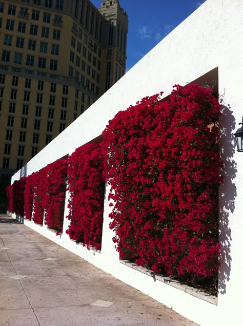 Paisagismo - Fachada Garden Ideas To Make, Living Fence, نباتات منزلية, Vertical Garden Wall, Garden Vines, Walled Garden, Have Inspiration, Wall Garden, Bougainvillea