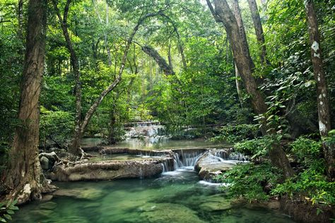 Erawan National Park, Keystone Species, Woodland Wallpaper, Forest Ecosystem, Forest Wall Mural, Boreal Forest, Small Waterfall, Old Trees, Woodland Forest