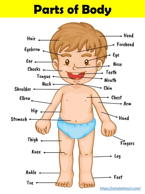 Parts Of Body Chart, The Human Body For Kids, Human Body For Kids, Kids Learning Charts, Human Body Vocabulary, Body Parts For Kids, Preschool Charts, Body Preschool, Parts Of Body