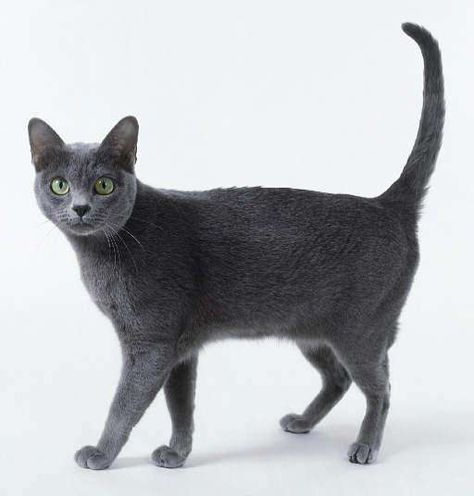 Kellas Cat=Cute Hybrid Cats | List of Domestic and Wild Cat Crossbreeds Korat Cat, Gray Cats, Hybrid Cat, Cat Poses, Cat References, Korat, Cat Reference, Russian Blue Cat, Cat Pose