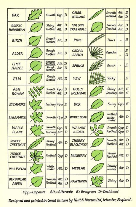 Scavenging Survival, Mushroom Identification Chart, Tree Bark Identification, Identify Trees, Tree Leaf Identification, Leaf Identification, Struktur Teks, Tree Identification, Plant Identification