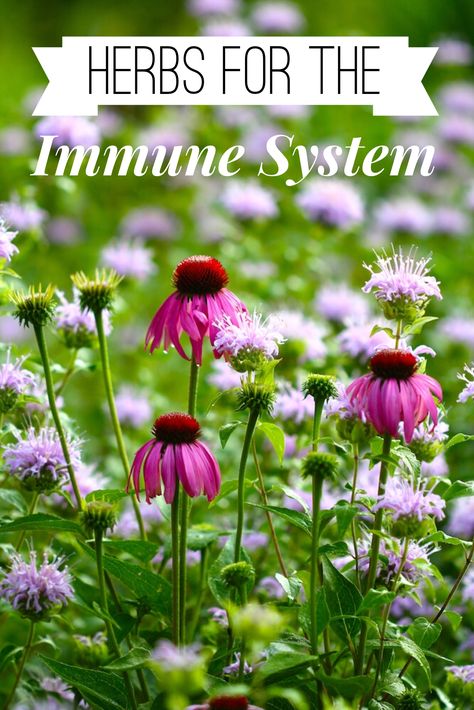 Herb Tips, Wild Bergamot, Medicinal Herbs Garden, Medicinal Garden, Medicinal Herb, Herbs Garden, Herbs Plants, Echinacea Purpurea, Healing Plants