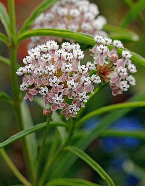 Bizarre Plants, Xeriscape Ideas, Butterfly Food, California Native Garden, Pretty Plant, Habitat Garden, Low Water Gardening, Asclepias Tuberosa, California Native Plants